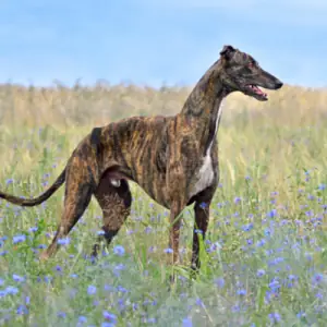 Greyhound