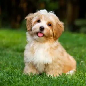 Havanese
