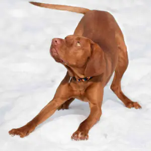 Hungarian Vizsla