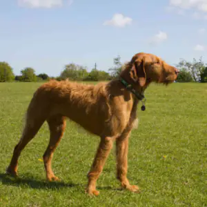 Hungarian Wirehaired Vizsla
