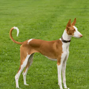 Ibizan Hound