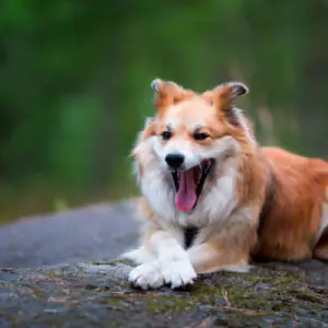 Icelandic Sheepdog