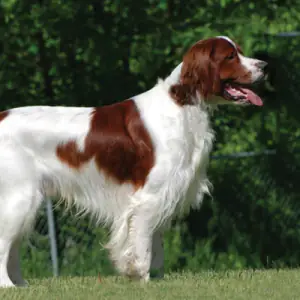 Irish Red and White Setter