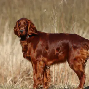 Irish Setter