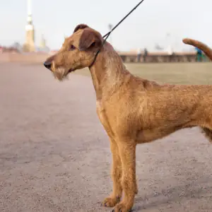 Irish Terrier
