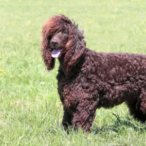 Irish Water Spaniel