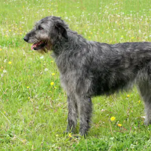 Irish Wolfhound