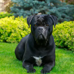 Cane Corso