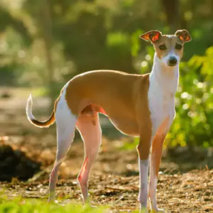 Italian Greyhound