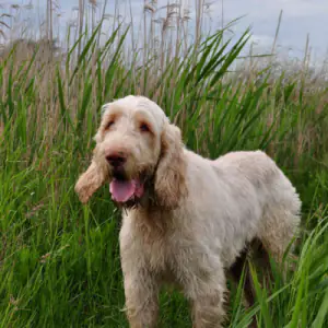 Italian Spinone