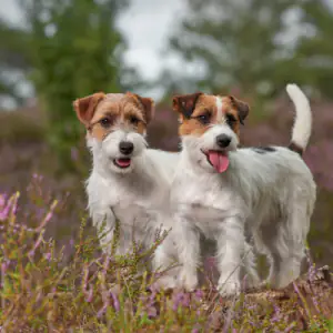 Jack Russell Terrier