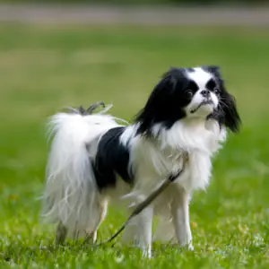 Japanese Chin