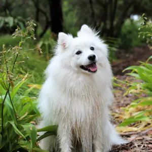 Japanese Spitz