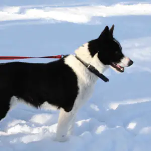 Karelian Bear Dog