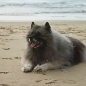 Keeshond