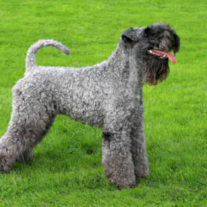 Kerry Blue Terrier