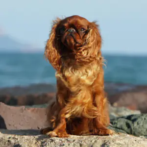 King Charles Spaniel