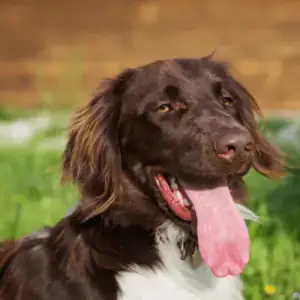 Kleine Munsterlander