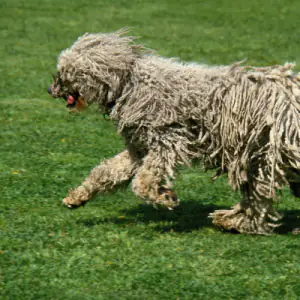 Komondor