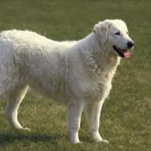 Kuvasz