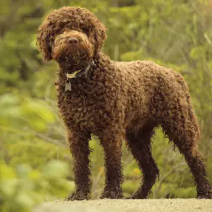 Lagotto Romagnolo