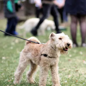 Lakeland Terrier