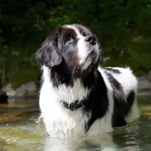 Landseer (European Continental Type)