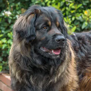 Leonberger