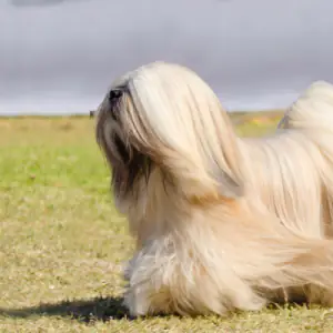 Lhasa Apso