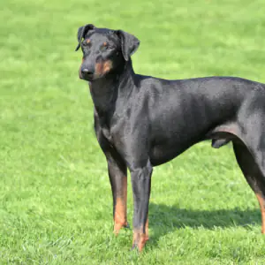 Manchester Terrier
