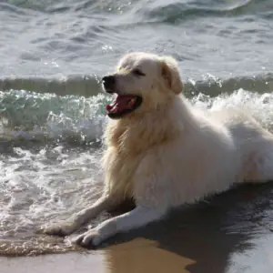 Maremma Sheepdog