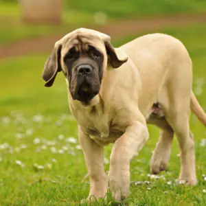 Mastiff