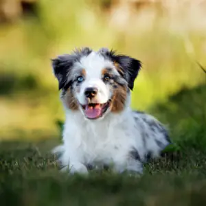 Miniature American Shepherd