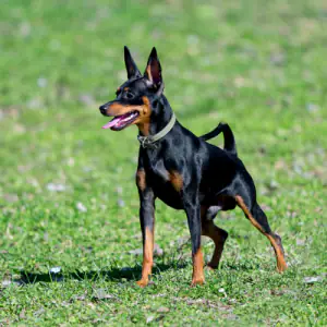 Miniature Pinscher