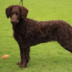 Murray River Retriever
