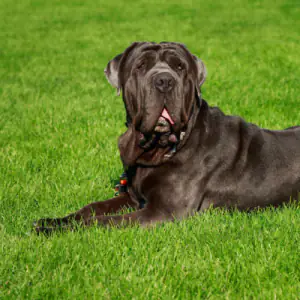 Neapolitan Mastiff