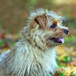 Norfolk Terrier
