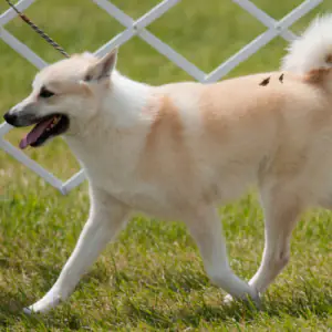 Norwegian Buhund