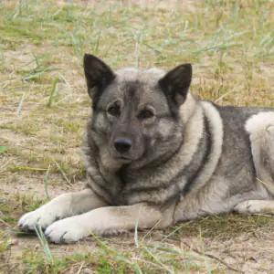 Norwegian Elkhound