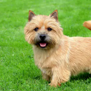 Norwich Terrier