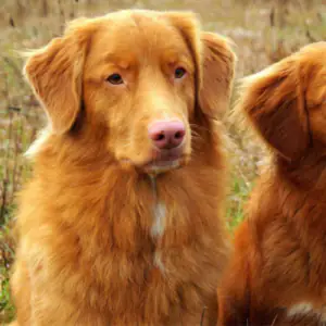 Nova Scotia Duck Tolling Retriever