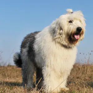 Old English Sheepdog