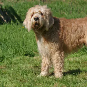 Otterhound