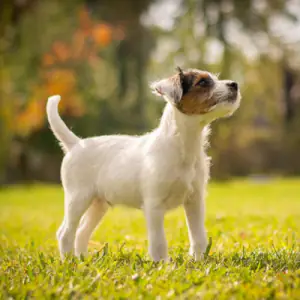 Parson Russell Terrier