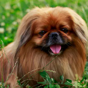 Pekingese