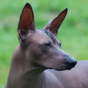 Peruvian Hairless Dog (Medium)