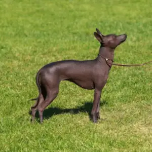 Peruvian Hairless Dog (Small)