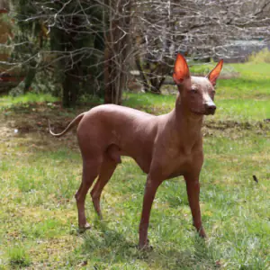 Peruvian Hairless Dog (Large)