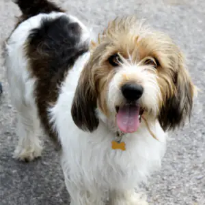 Petit Basset Griffon Vendeen