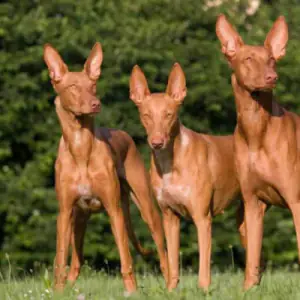 Pharaoh Hound